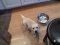 Puppy death stare