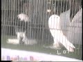 Exotic & Fancy Birds - Anpa Scott Sharp&bob Nolan Judge Epcc 2000 . Vid - Glen Welstead