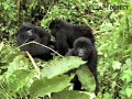 Mountain Gorillas hang out in Congo