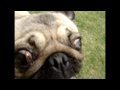Asthmatic DOG club!  (cute, funny)