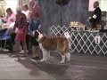 NE St. Bernard Club specialty Junior Show