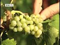 Weingut Tesch Red Dot Design Award Riesling Unplugged