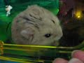 Dwarf Hamster (sugar & Chestnust) - Looking for more treats