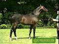 Horses- Girlfriend