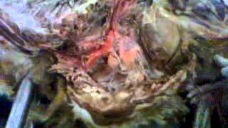 veteriner anatomi damarların anlatım videosu