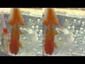 3D Mizumoto park Goldfish exhibit space110514
