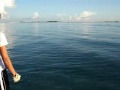 Goliath Grouper