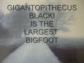 Click here to watch this video GIGANTOPITHECUS BLACKI LARGEST OF THE BIGFOOTS