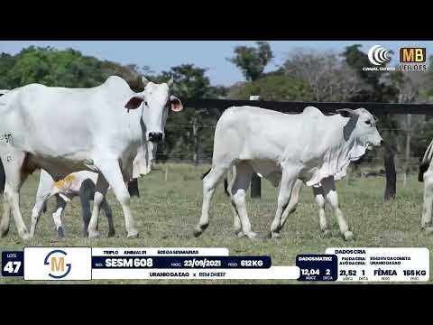 2� DE OLHO NA FAZENDA NELORE SESMARIAS