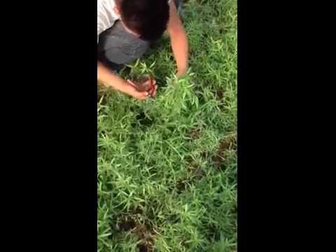 how to harvest tarragon