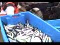 videos de anchoveta ara CHD