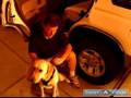 Dog Car Harness Training