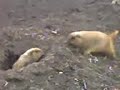 Zoo Fight