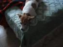 jumpy the Jack russle terrier