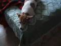 jumpy the Jack russle terrier