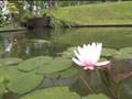 videos de Le bassin a koi de Luc