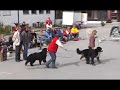 Norges vakreste bernere - 2007