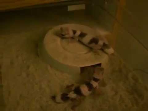 YouTube reptile video