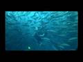 videos de Destination: Ecuador & Galapagos - part 5