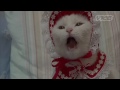 服を着たネコ - Cats In Funny Outfits -【VICE】