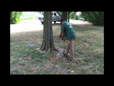 how to fertilize mesquite trees