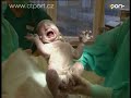 human birth human birth
