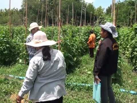กองทุนพัฒนาบทบาทสตรี - ปลูกแตงกวาระบบน้ำหยด ตำบลยางงาม อำเภอหนองไผ่ จังหวัดเพชรบูรณ์.