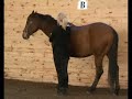 Long Reining Long Reining