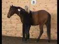 Long Reining