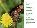vlinder