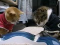 Click here to watch this video 光るボールを追いかけて cat's toy 