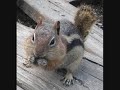 viva la vida chipmunk version