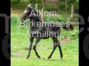 Birkemoses Achilleus