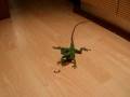 videos de Andromeda water dragon and superworm