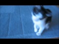 kitty playing with a camara strap