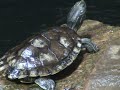 Turtle Pond Demo - part 14
