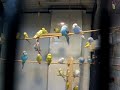 Parrots of the Caribbean