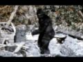 Cryptozoology Photos- Do They Exist?