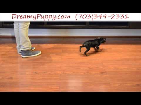 Spunky Miniature Pinscher Male Puppy