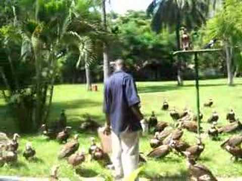 Vultures getting fed at Senegambia Hotel
