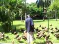 Vultures getting fed at Senegambia Hotel