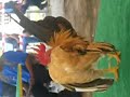 International%20Ayam%20Serama%20%26%20Candek%20Festival%20Kelantan-Part%202