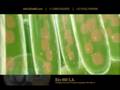 Photosynthesis and Chlorophyll : Fotosintesis y Clorofila