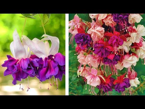 how to transplant fuchsias