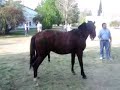 El caballo castrado se pone de pie