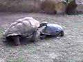 Tortoise Mating
