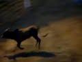 Mesa da Amargura -- Rodeio em Irani/SC