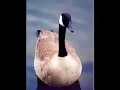 SINGING GOOSE- RUBBER DUCKY SINGING GOOSE- RUBBER DUCKY