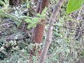 Green vine snake