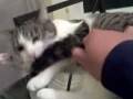 pepper biting her tail